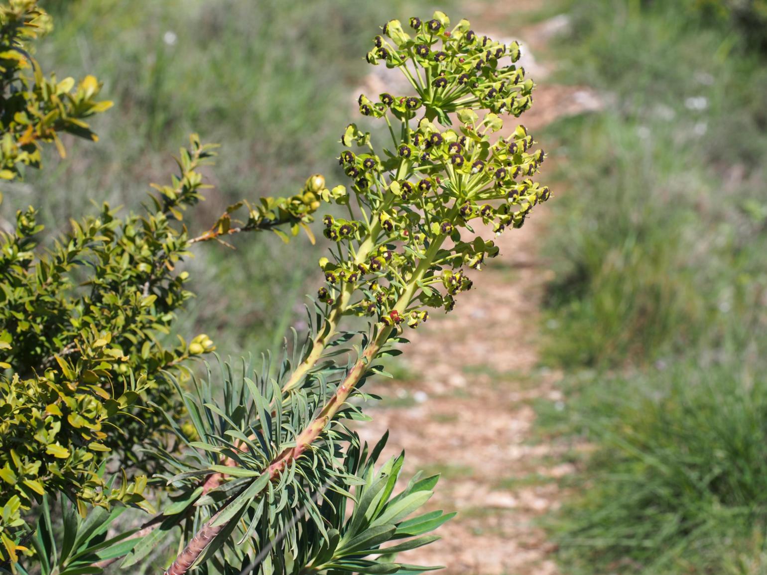 Spurge, Mediterranean